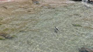 Bartın'ın Amasra ilçesinde yaralı yunus karaya vurdu