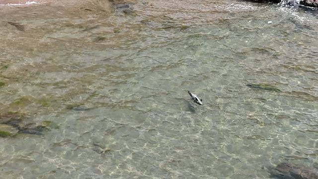 Bartın'ın Amasra ilçesinde yaralı yunus karaya vurdu