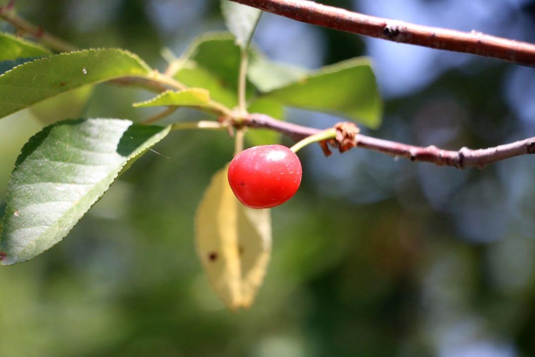 KIRAZDAKI-REKOLTE-KAYBI-VISNEDE-DE-BEKLE_779415_230395