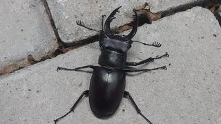 Nadir böcek türü geyik böceği Denizli’de görüldü