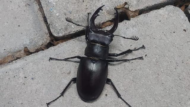 Nadir böcek türü geyik böceği Denizli’de görüldü