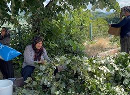 Kilosu 3 bin TL, 'Geç kalırsak...' Dikkat istiyor 'Toplarken sakat kalanlar var'