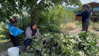 Kilosu 3 bin TL, 'Geç kalırsak...' Dikkat istiyor 'Toplarken sakat kalanlar var'