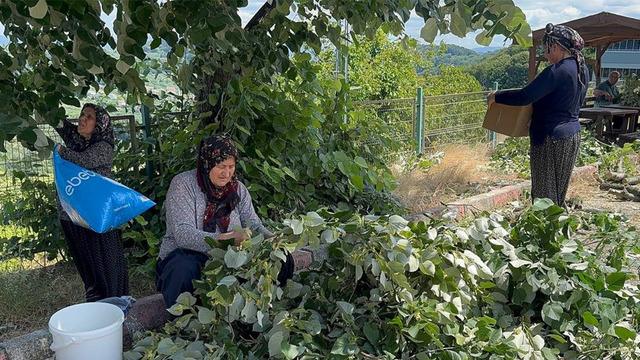 Kilosu 3 bin TL, 'Geç kalırsak...' Dikkat istiyor 'Toplarken sakat kalanlar var'