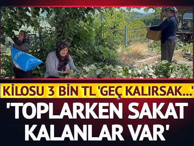 Kilosu 3 bin TL, 'Geç kalırsak...' 