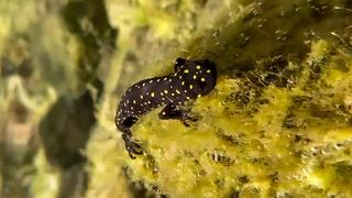 Nesli tükenme tehlikesi altında! Türk semenderinin yüzlercesi su altında görüntülendi