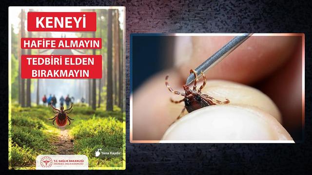 KKKA geri döndü... Kene ısırığı hasta edebilir! Bulaşma riskine karşı önlem alın! Uzmanlar uyarıyor...