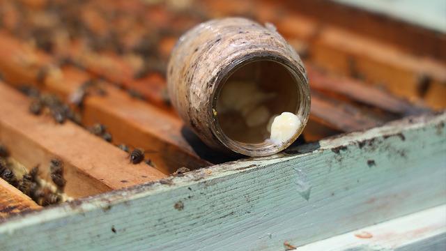 Çay kaşığı kadar ancak bedeli 45 bin TL! Arının ömrünü uzatan insana neler yapar