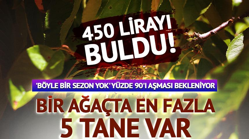 450 lirayı buldu! Bir ağaçta en fazla 5 tane var