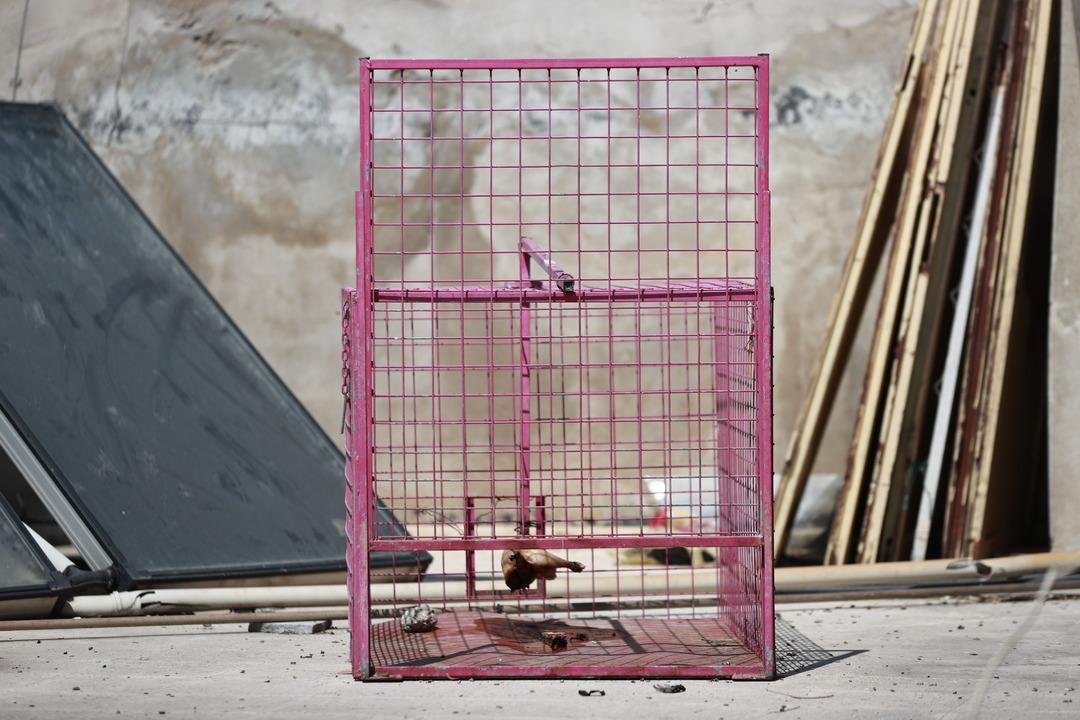 Site sakinlerinin kabusu oldu! Mersinli maymun eşya bile çalıyor... 4