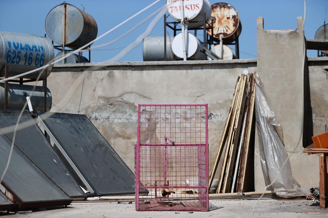 Site sakinlerinin kabusu oldu! Mersinli maymun eşya bile çalıyor... 5