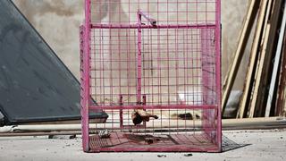 Site sakinlerinin kabusu oldu! Mersinli maymun eşya bile çalıyor...