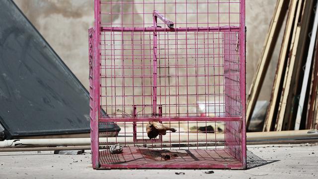 Site sakinlerinin kabusu oldu! Mersinli maymun eşya bile çalıyor...