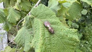 Kahverengi kokarcayla mücadele edecekler! Artvin'de samuray arıları doğaya salındı