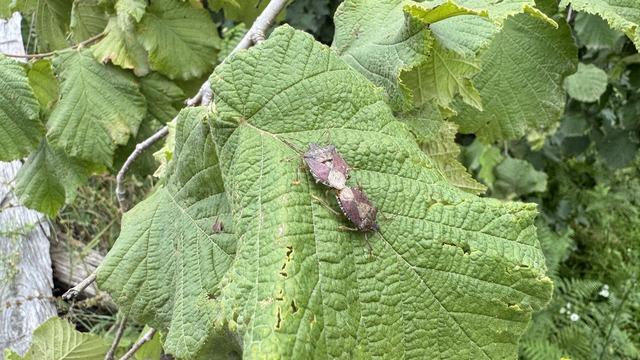 Kahverengi kokarcayla mücadele edecekler! Artvin'de samuray arıları doğaya salındı