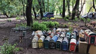 Hayvanları koruma derneği başkanı horoz dövüştürürken yakalandı