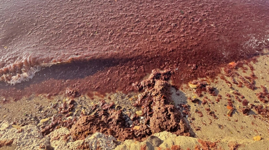 Sahil kırmızıya boyandı! Sebebi sonradan ortaya çıktı! Tedirgin eden görüntü...