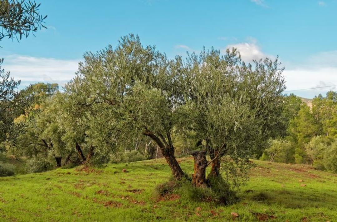 zeytin-agaci-ile-ilgili-bilinmeyenler
