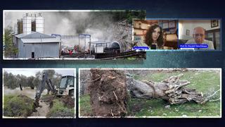 Maden şirketleri bastırıyor, profesör parayla rapor veriyor vatandaş zeytinlik isyanında! “3 bin yıllık zeytin ağacı bile taşınır”