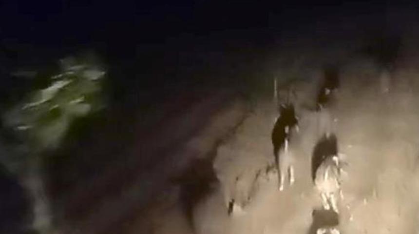 Domuz sürüsünü sessizce kovaladı