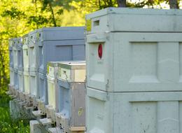 'Hem şifa hem zehir' Kilosu 3 bin TL, sadece 1 çay kaşığı tüketilmeli