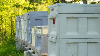 'Hem şifa hem zehir' Kilosu 3 bin TL, sadece 1 çay kaşığı tüketilmeli