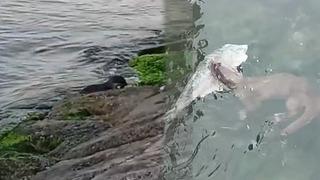 Nesli tehlike altında, doğada nadir rastlanıyor! Tekirdağ kıyılarında görüntülendi