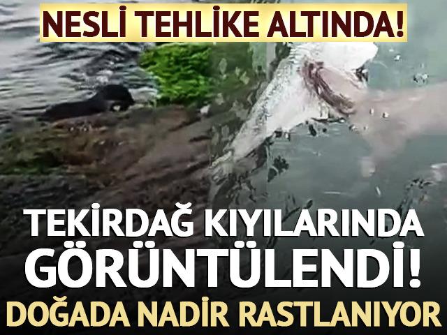 Nadir rastlanıyor! Tekirdağ'da görüntülendi