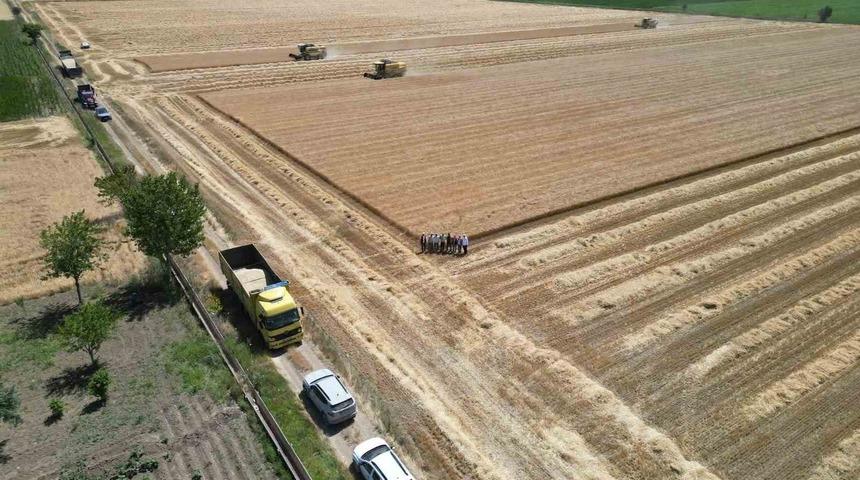 Denizli’de sarı altın hasadı havadan görüntülendi