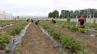 'Ekonomik getirisi nedeniyle güzel bir ürün' Yetiştiriciliği giderek büyüyor