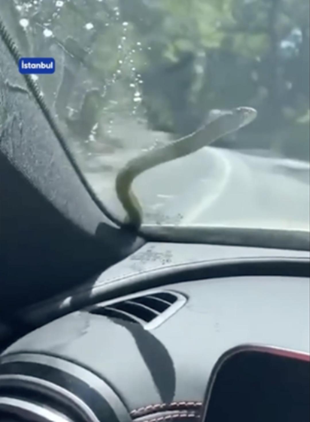 İstanbullular dikkat: Üstünüze bile düşebilir! Boyları 2,5 metreyi aşıyor... "Zehirli olanı da var" 1