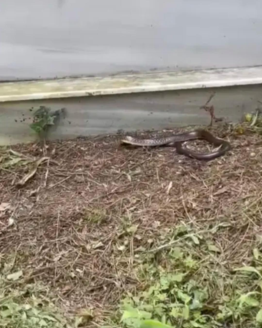 İstanbullular dikkat: Üstünüze bile düşebilir! Boyları 2,5 metreyi aşıyor... "Zehirli olanı da var" 2