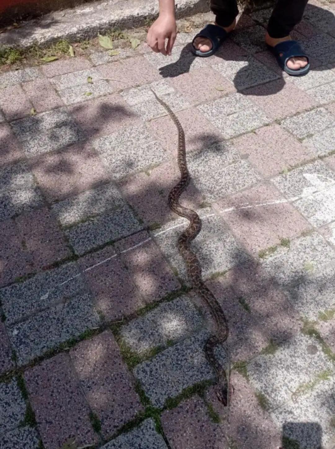 İstanbullular dikkat: Üstünüze bile düşebilir! Boyları 2,5 metreyi aşıyor... "Zehirli olanı da var" 3