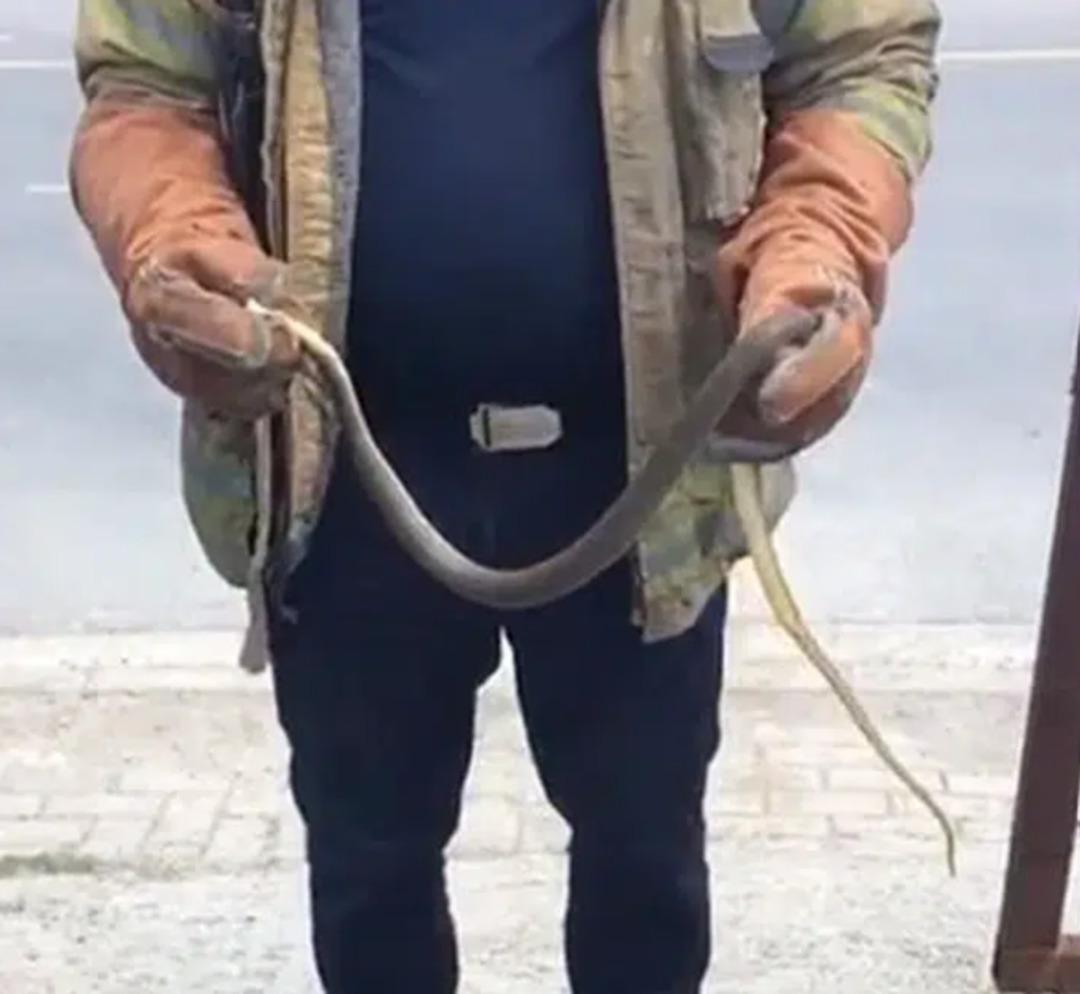 İstanbullular dikkat: Üstünüze bile düşebilir! Boyları 2,5 metreyi aşıyor... "Zehirli olanı da var" 4