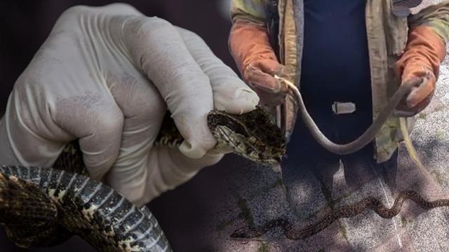 İstanbullular dikkat: Üstünüze bile düşebilir! Boyları 2,5 metreyi aşıyor... Zehirli olanı da var