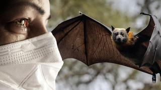 Çin'de yarasalarda iki yeni virüs keşfedildi! Tedavisi yok, ölüm oranı yüksek