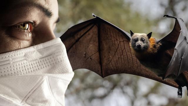 Çin'de yarasalarda iki yeni virüs keşfedildi! Tedavisi yok, ölüm oranı yüksek