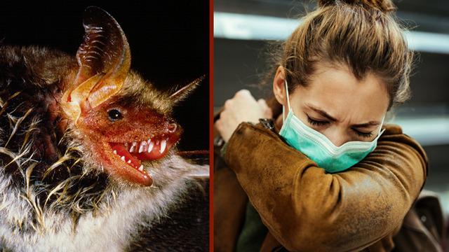 Yeni salgın tehlikesi mi? Yarasalarda 20 yeni virüs tespit edildi! Ölümcül tehlikesi var...