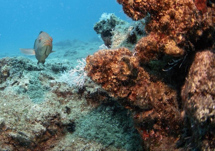 İlk defa bu kadar net görüntülendi! Denizin altındakileri görmek için sıraya giriyorlar... G4