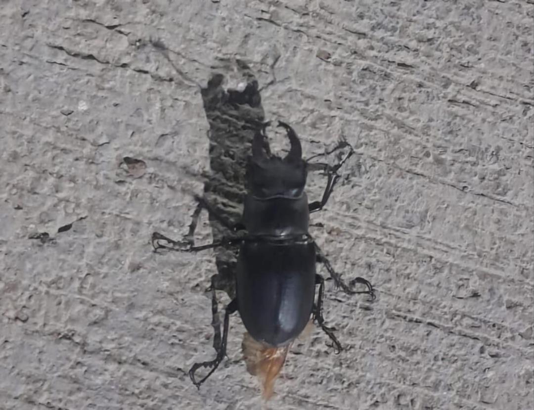 Nesli tehdit altında! Görünce sakın yaklaşmayın! Cezası dudak uçuklatıyor... 1