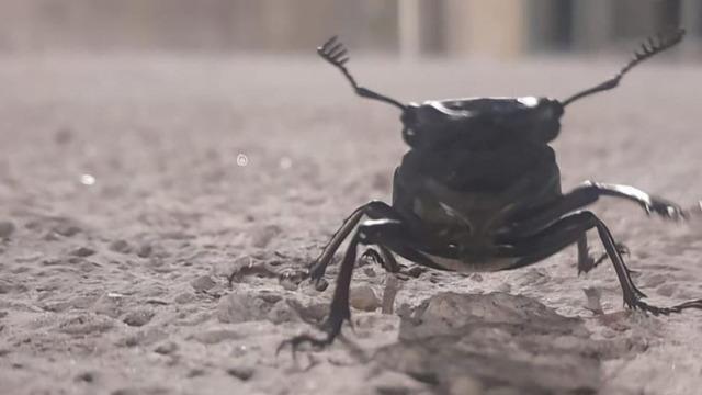 Nesli tehdit altında! Görünce sakın yaklaşmayın! Cezası dudak uçuklatıyor...