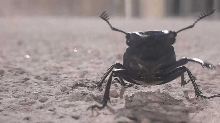 Nesli tehdit altında! Görünce sakın yaklaşmayın! Cezası dudak uçuklatıyor...