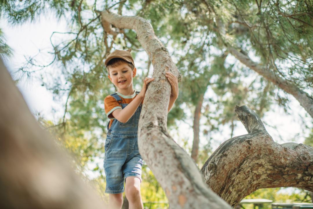 Yaz tatilinde çocukların, yaralanma risklerine karşı ailelere uyarı:  Yaş ağaç kırığı  nedir?  3