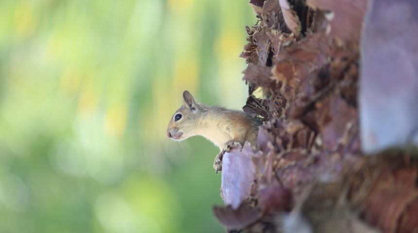 Bahçesinde bitkin halde buldu! Evinde özenle bakıyor