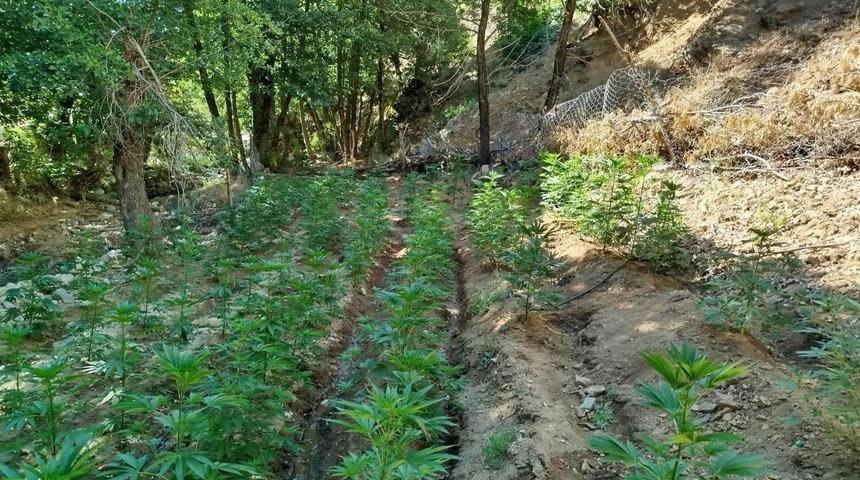 Bingöl'de 17 bin 245 kök Hint keneviri ve skunk ele geçirildi