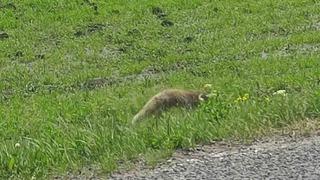 Aç kalan kızıl tilki fare avladı