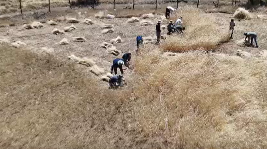 Traktörle gidilemeyen buğday tarlaları, orakla biçiliyor