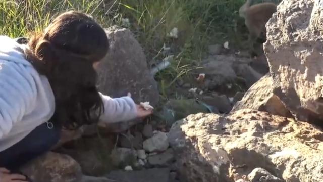 Yer: Kars! Görenler hayran kaldı! Korkmayıp elleriyle beslediler