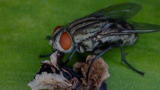 Geri döndü: İnsan eti yiyen “Yeni dünya vida kurdu” paraziti kabus oldu! Burun boşluğuna yerleşti canlı dokuları yedi: 19 günlük bir bebekte de görüldü!