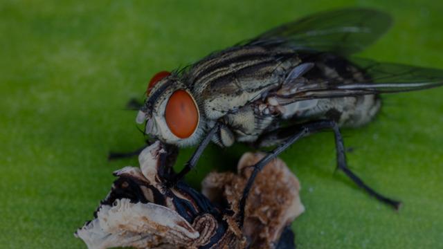 Geri döndü: İnsan eti yiyen “Yeni dünya vida kurdu” paraziti kabus oldu! Burun boşluğuna yerleşti canlı dokuları yedi: 19 günlük bir bebekte de görüldü!